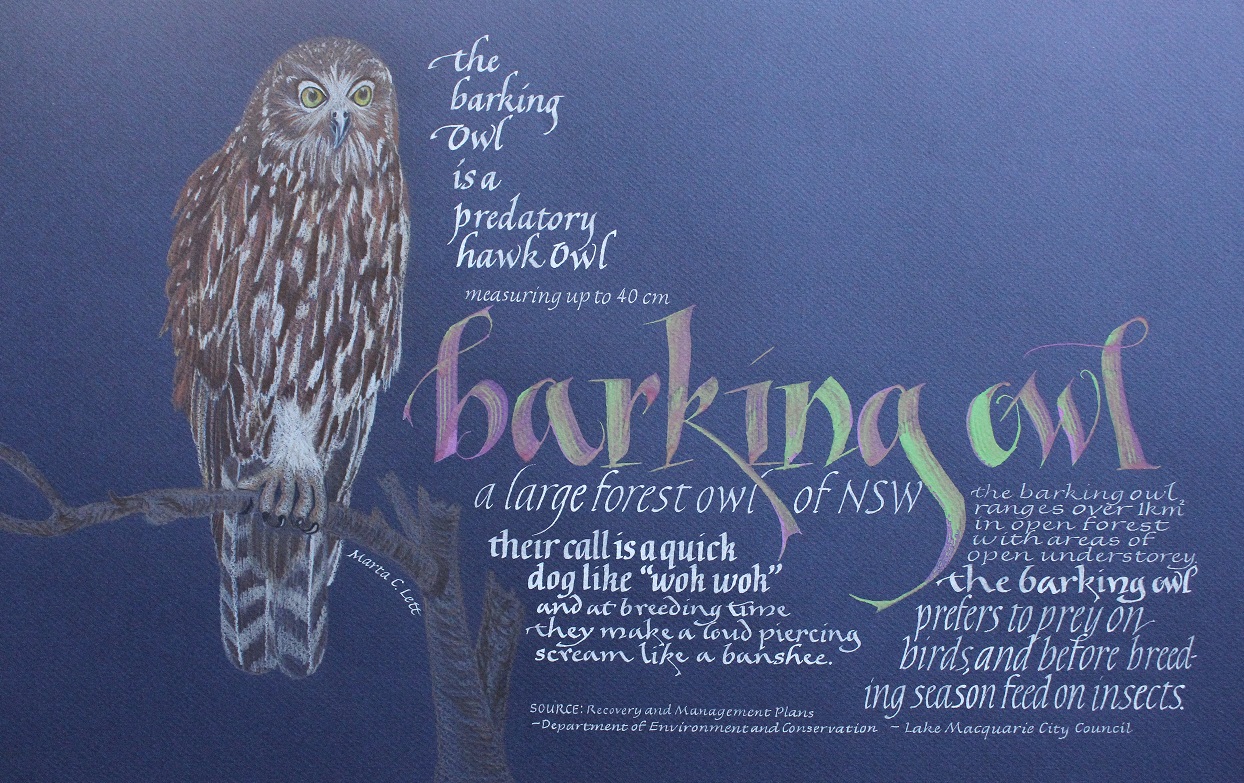 Barking owl_callig & colour pencil A3