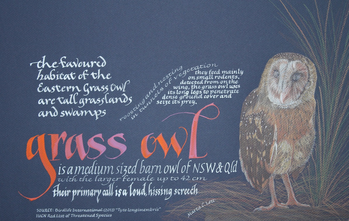 Grass owl_callig & colour pencil A3_1.