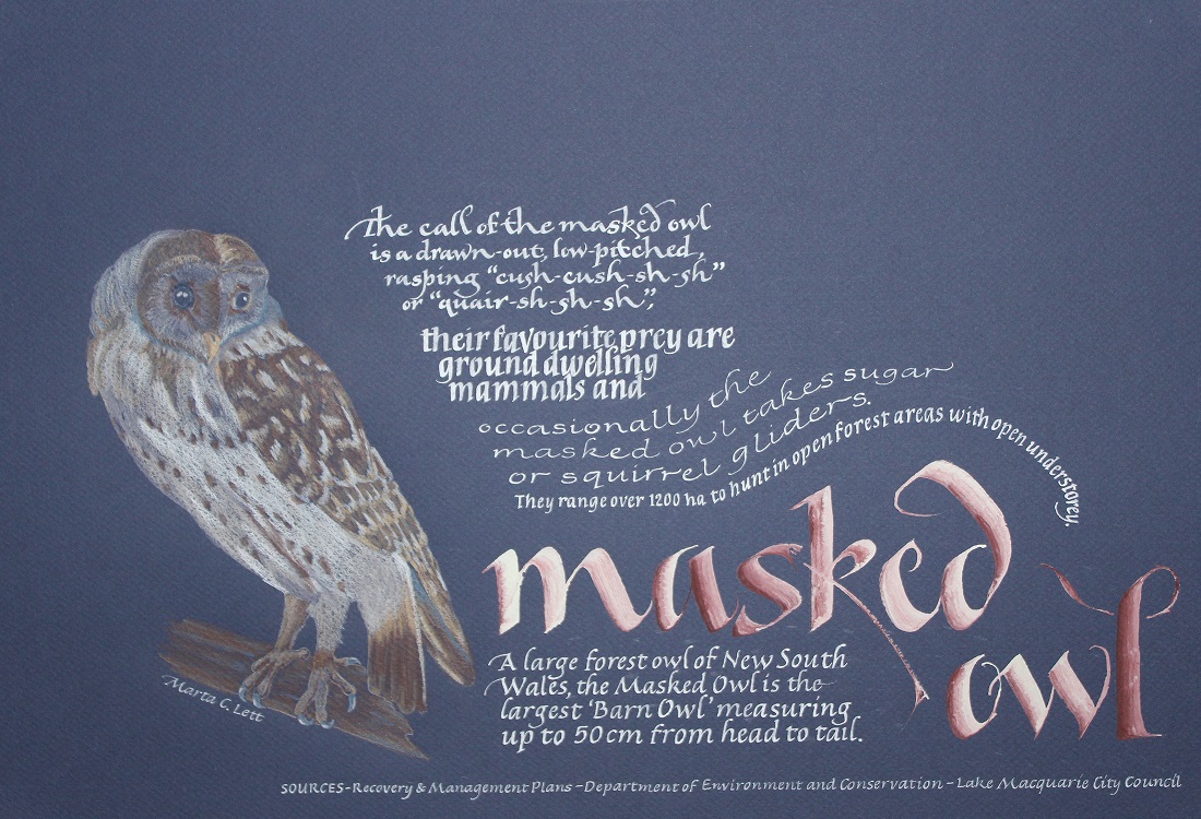 Masked owl_callig & colour pencil A3