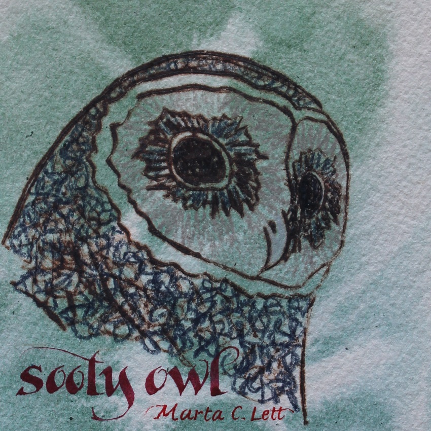 Sooty owl miniature 1_850x850px
